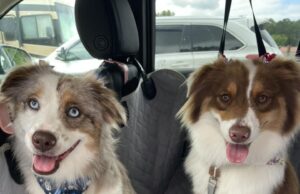 Dog Tales of Barnesville: Part 2