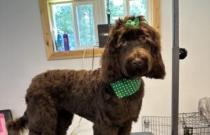 Dog Tales of Barnesville: Part 1