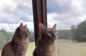 Paws and Play: Meet Barnesville’s Cats; Part 2