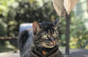 Paws and Play: Meet Barnesville’s Cats; Part 1