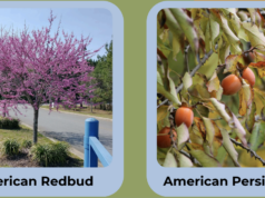 Arbor Day Tree Giveaway in Lamar County