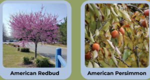 Arbor Day Tree Giveaway in Lamar County