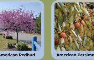 Arbor Day Tree Giveaway in Lamar County