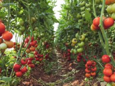 Four Things to Do Before the First Day of Spring to Help Your Garden Thrive