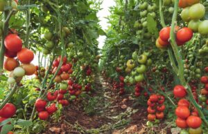 Four Things to Do Before the First Day of Spring to Help Your Garden Thrive